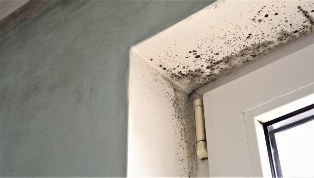 Professional Mold Removal in Petersburg, AK